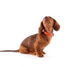 Collier pour chien en cuir orange collection 499 MARTIN SELLIER souple et résistant