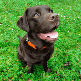 Collier pour chien en cuir orange collection 499 MARTIN SELLIER avec bouclerie en acier nickelé