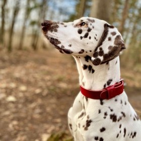 Collier pour chien en cuir rouge collection 499 MARTIN SELLIER souple et résistant