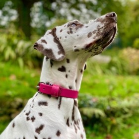 Collier pour chien en cuir rose collection 499 MARTIN SELLIER souple et résistant