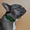 Collier pour chien en cuir vert collection 499 MARTIN SELLIER souple et résistant