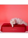 chat sur le tapis pour chat paris le tapis rouge paris et sa bôite