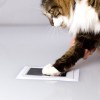 Double cadre chat photo et empreinte de patte PEARHEAD