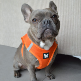 chien avec le harnais pour chien orange mesh martin sellier
