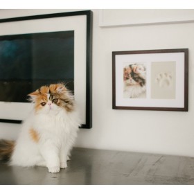 Cadre mural chat photo et empreinte de patte en plâtre PEARHEAD