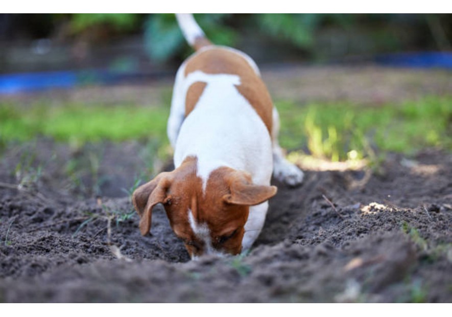 Pourquoi votre chien mange de la terre ?