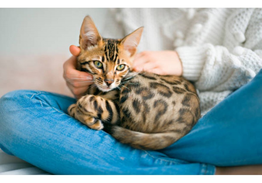 Découvrez le chat Bengal