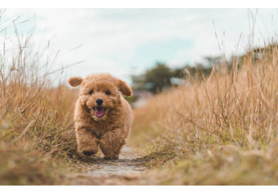 Découvrez le Caniche