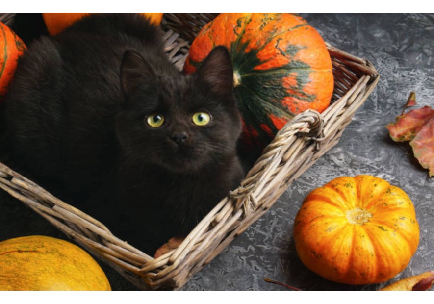 Chat noir et Halloween