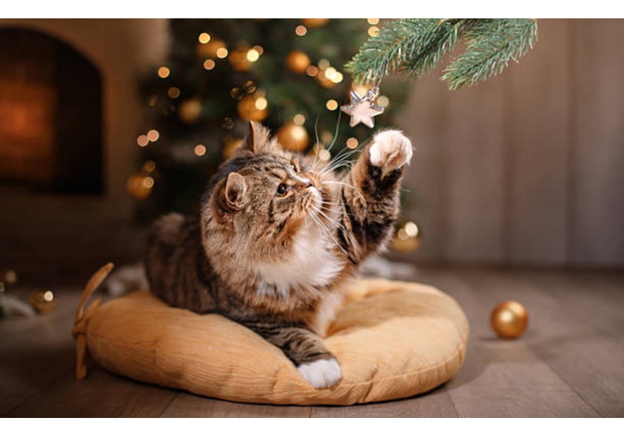 Un sapin de Noël avec vos chiens et chats