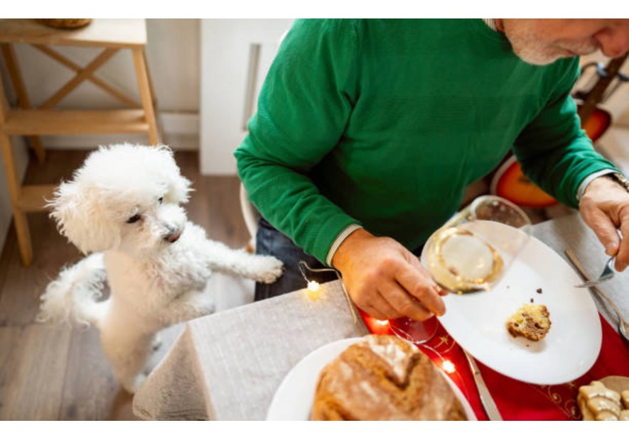 Repas de Noël avec vos chiens et chats