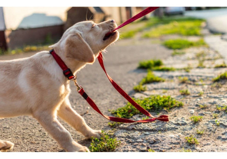 Votre chien mord sa laisse ?