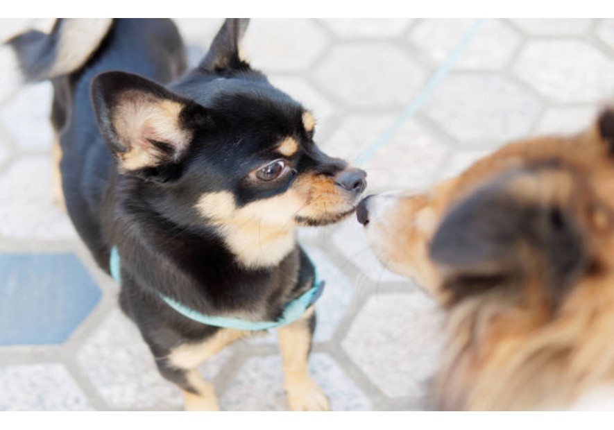 Rencontre de congénères avec votre chien