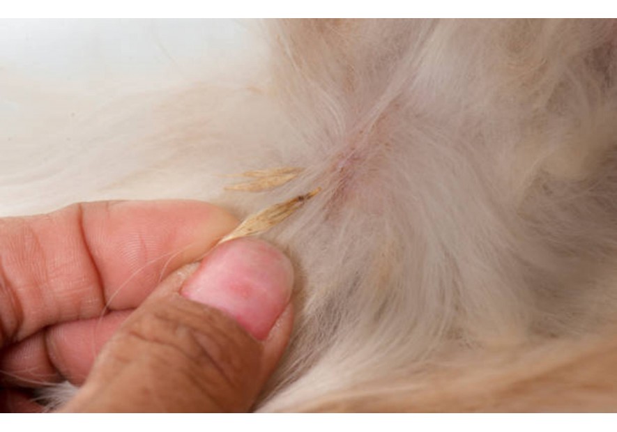 Dangers des épillets pour votre chien