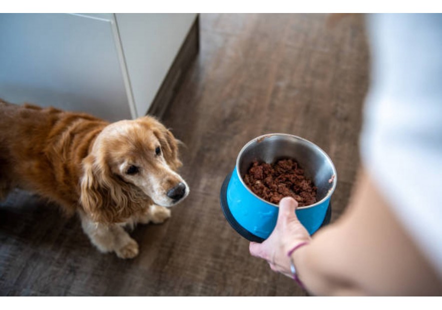 Votre chien ne mange plus