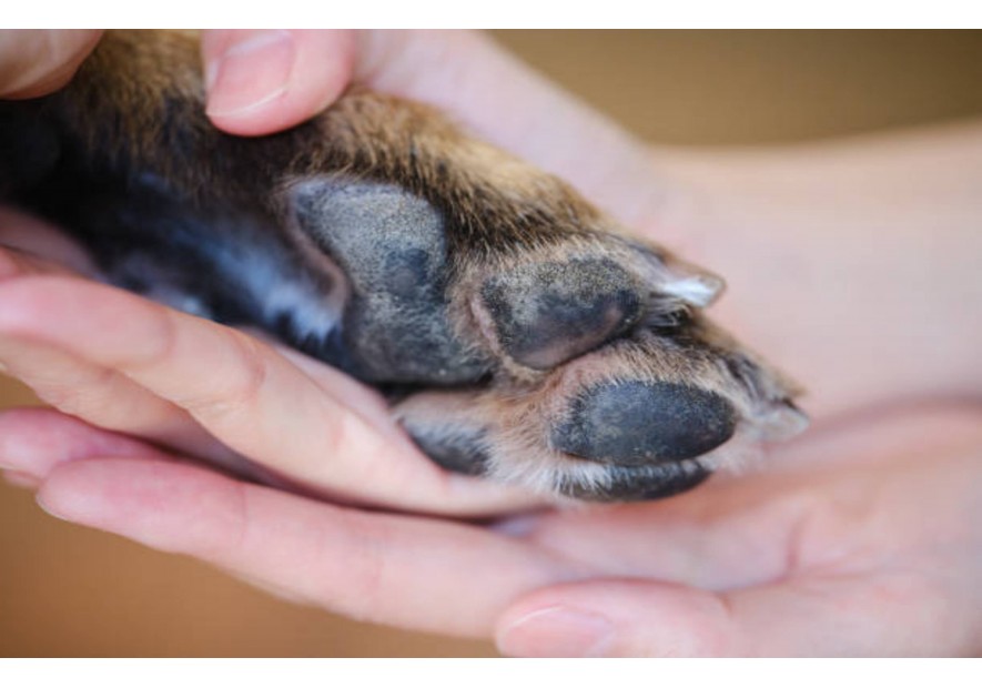 Nettoyer les pattes de votre chien