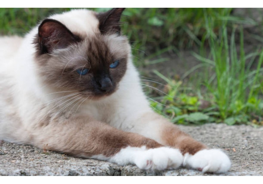 Découvrez le chat Birman