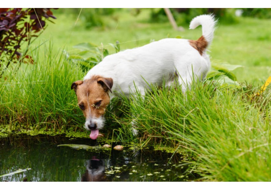 La leptospirose  et votre chien 