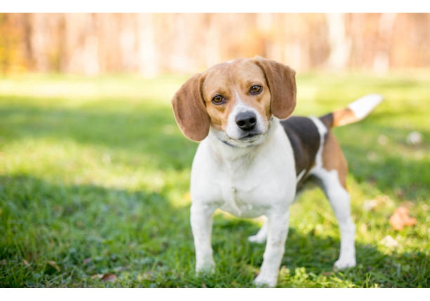 Découvrez le Beagle