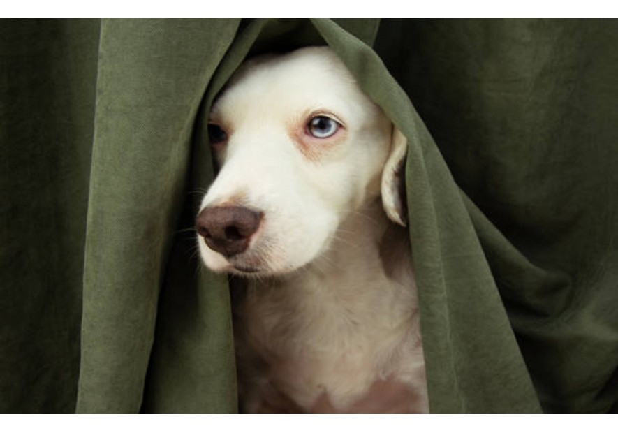 Votre chien a peur de l'orage ?