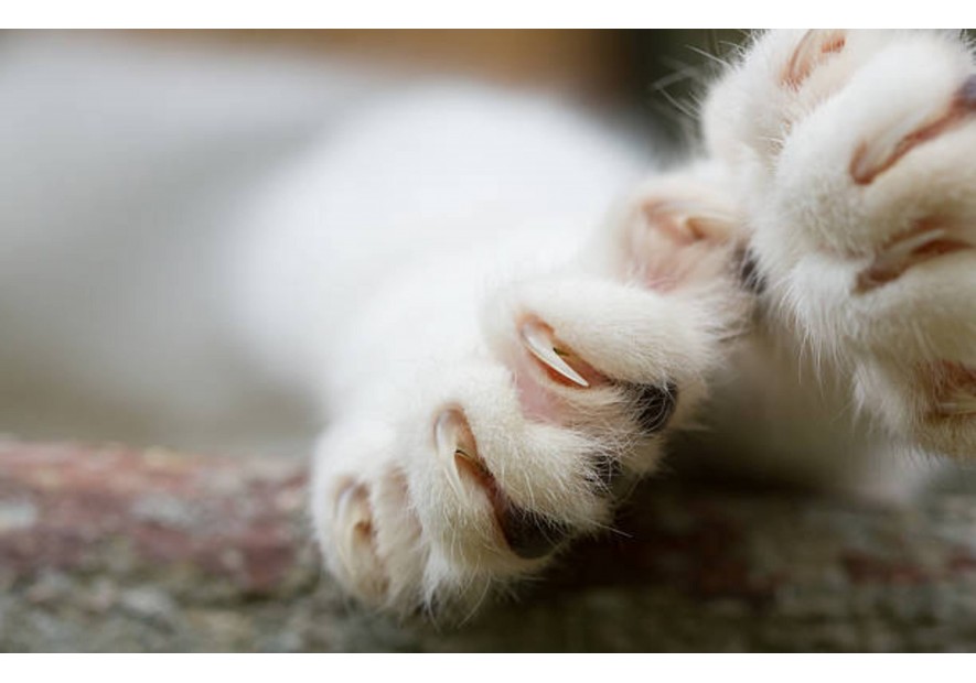 Blessures au niveau des griffes de votre chat