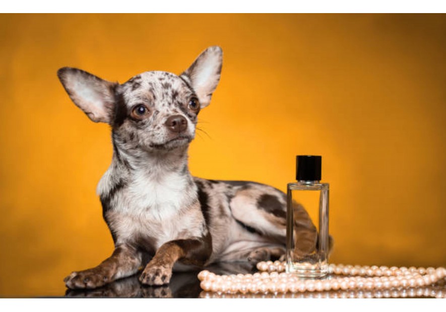 Faut-il parfumer votre chien ?