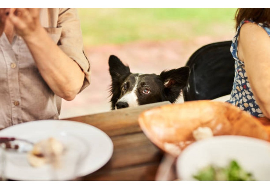 Votre chien réclame à table 
