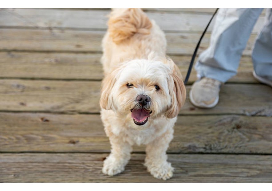 Découvrez le Shih Tzu