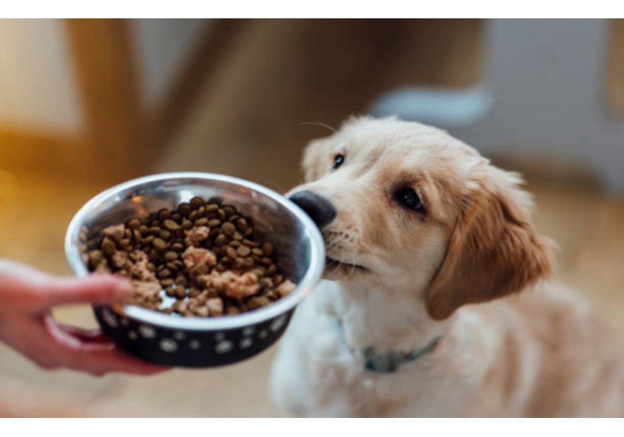 Laver la gamelle de votre chien