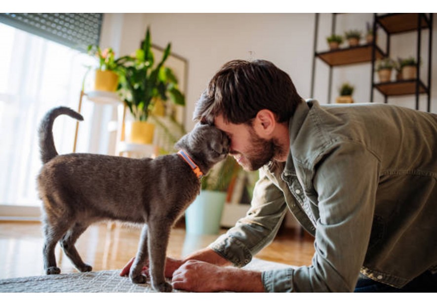 Votre chat se frotte contre vous 