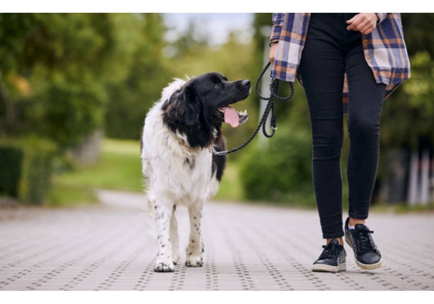 Bon comportement de votre chien en promenade