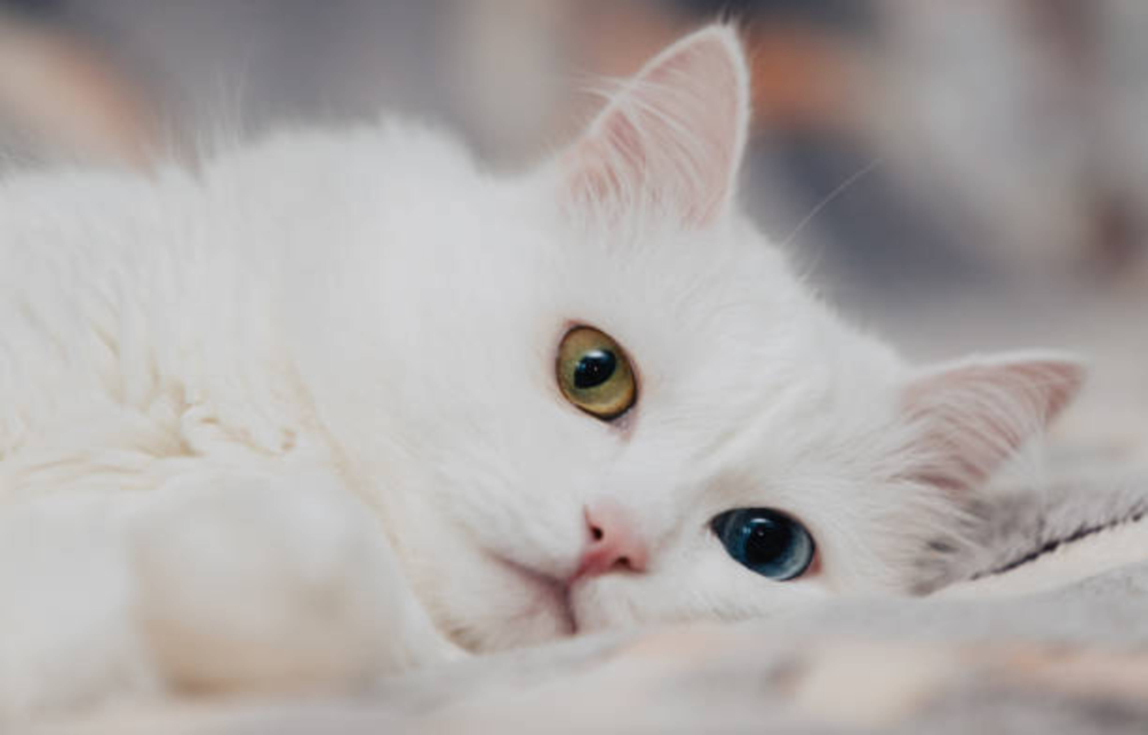 chat Angora turc avec un œil bleu et l'autre vert