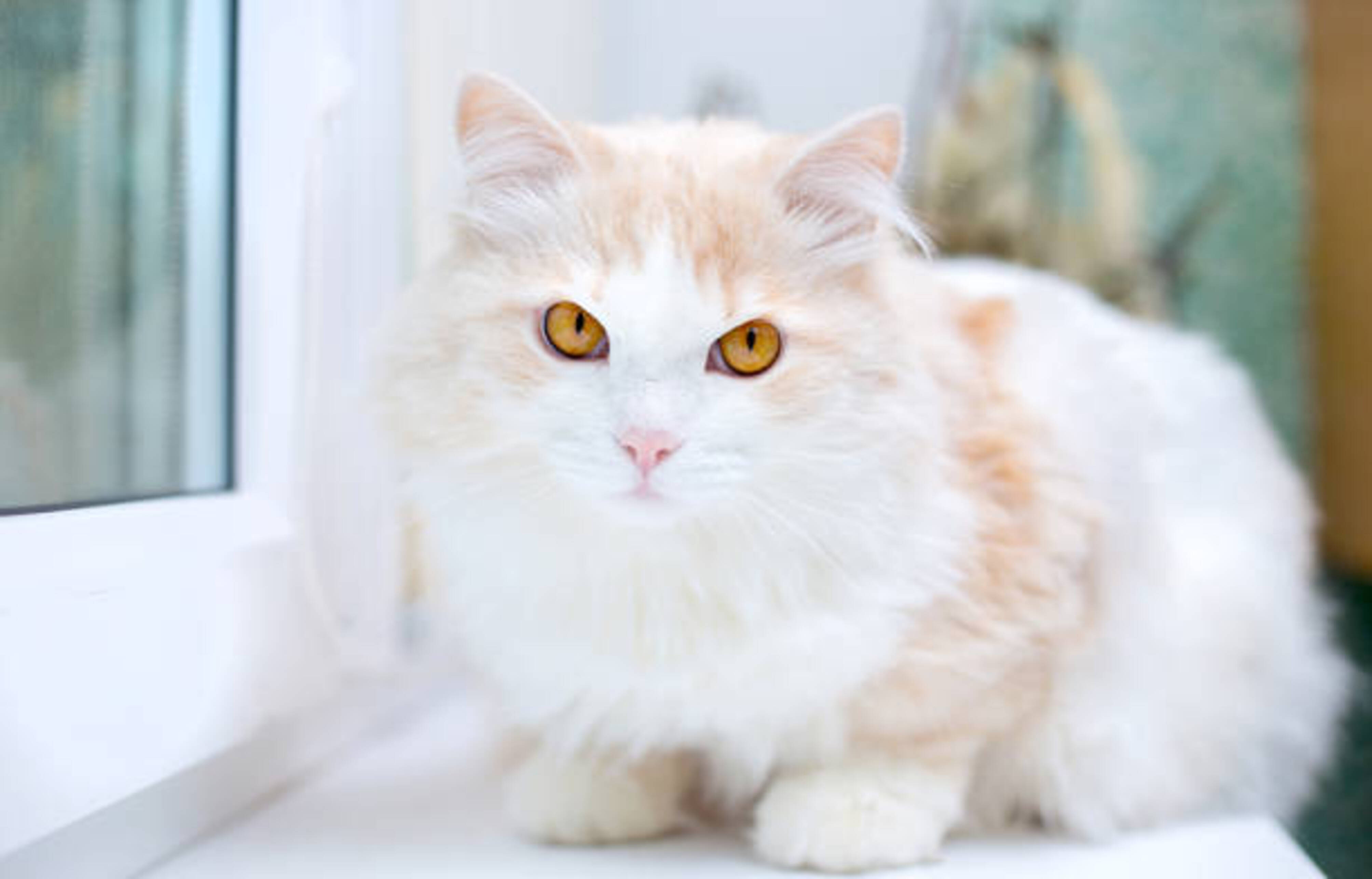 chat Angora turc avec le pelage blanc et beige