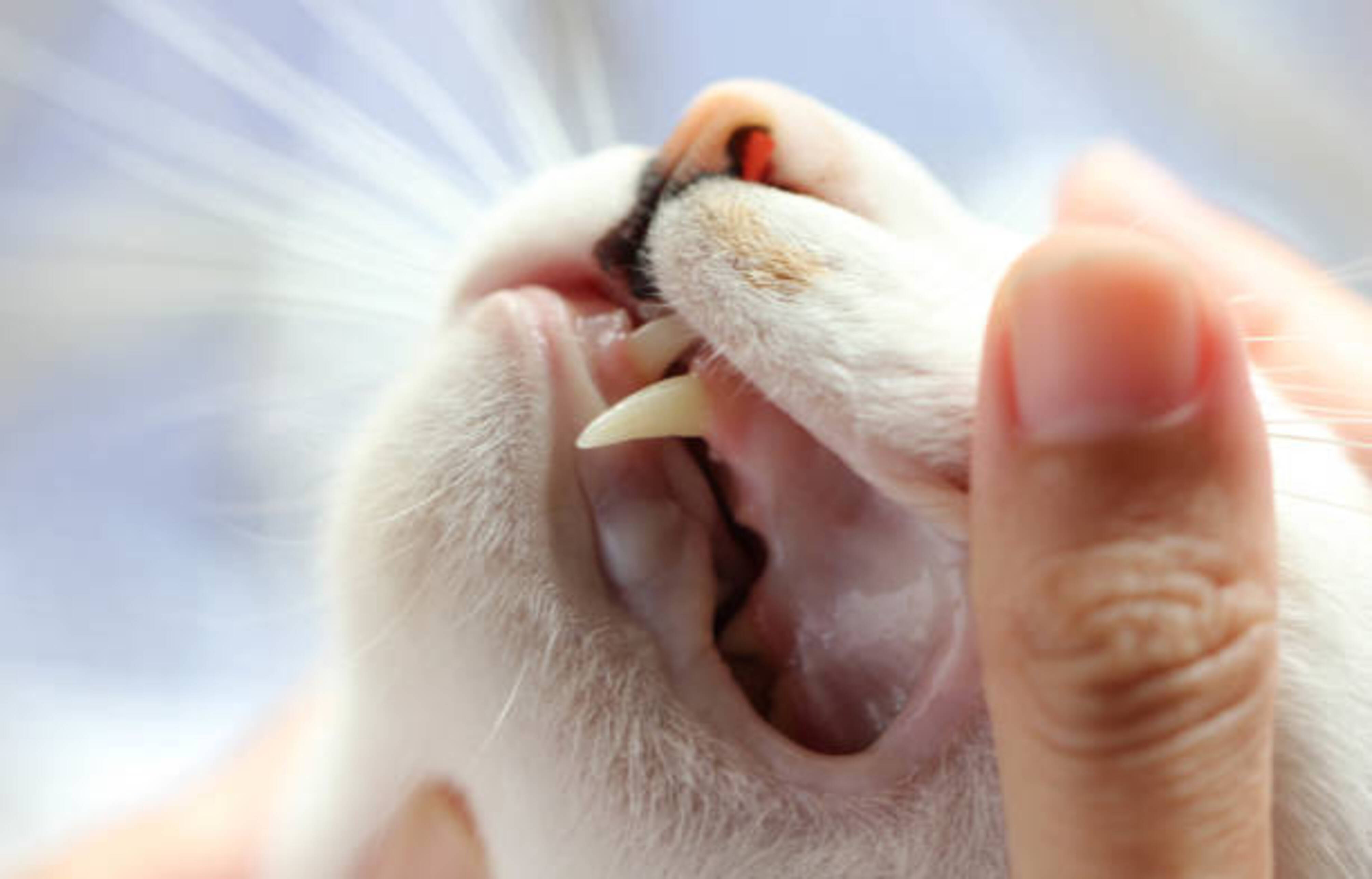 humaine qui regarde les dents d'un chat