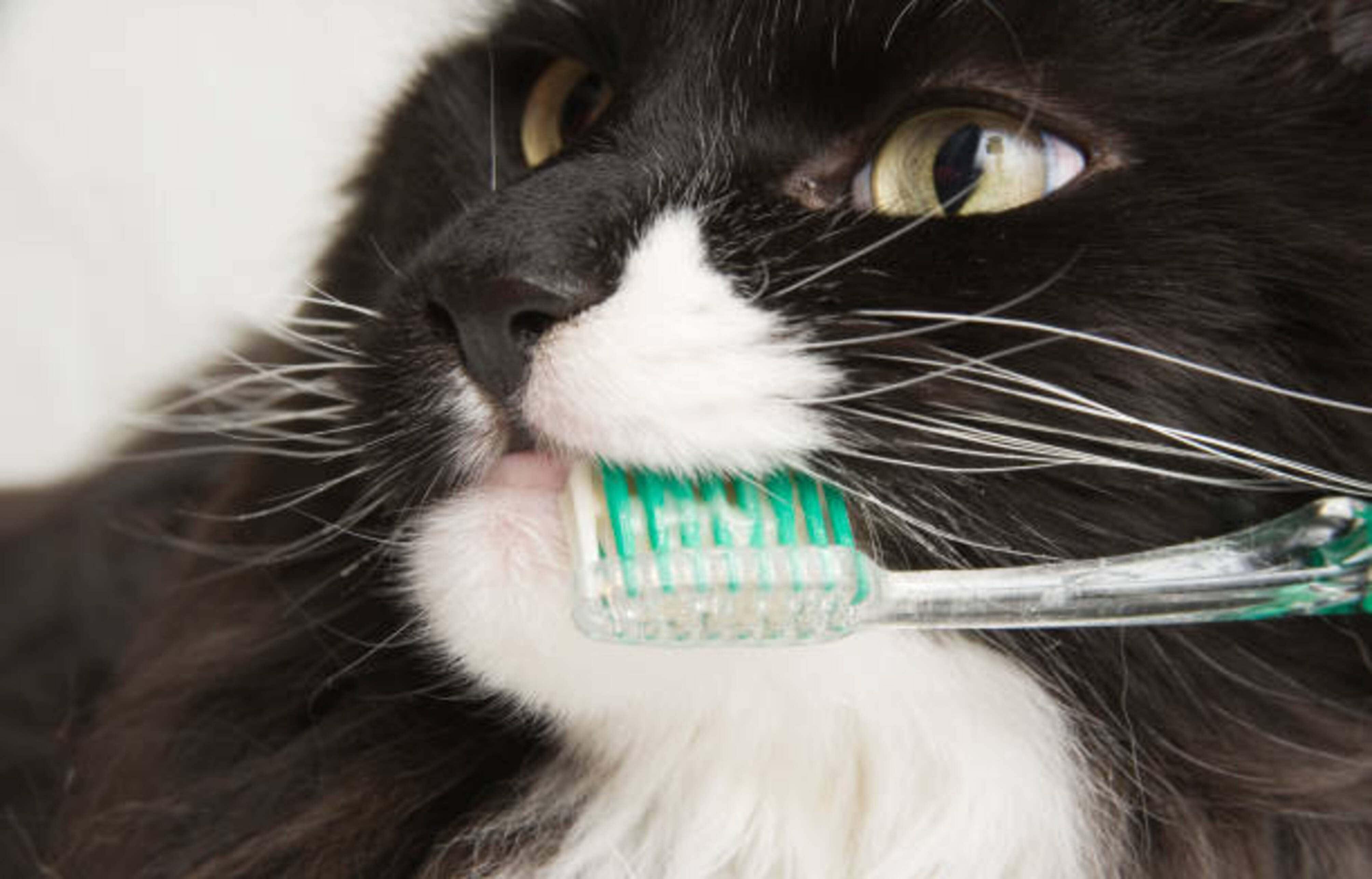 humain qui nettoie les dents de son chat avec une brosse à dents