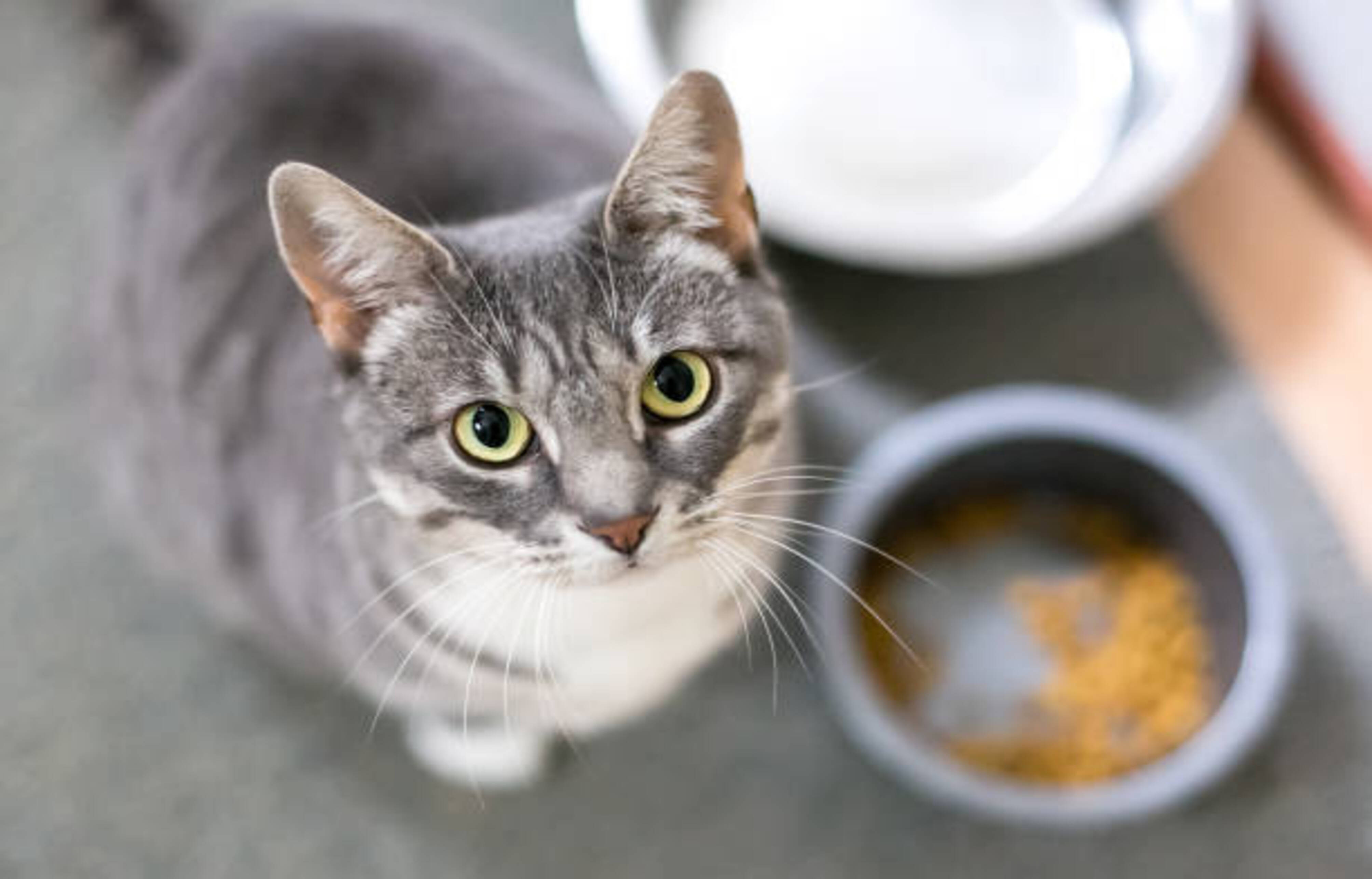 chat devant une gamelle de croquette et une gamelle d'eau