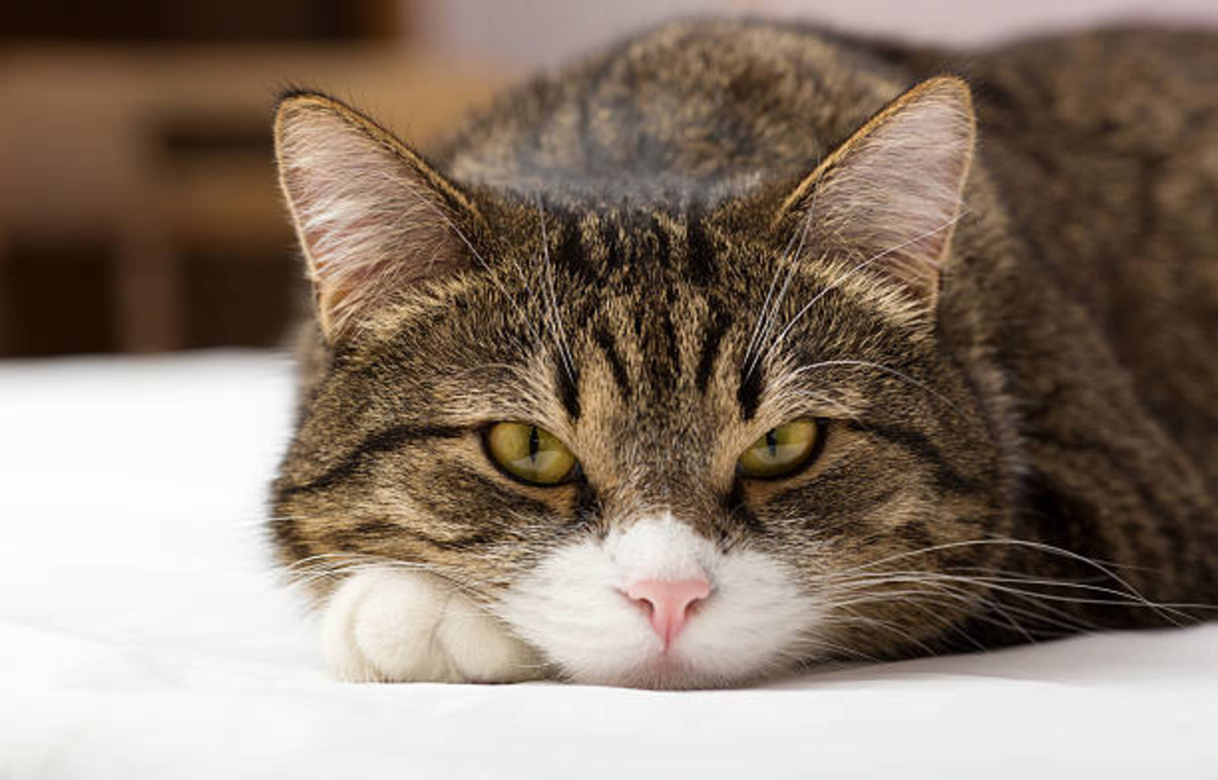 chat allongé qui nous regarde