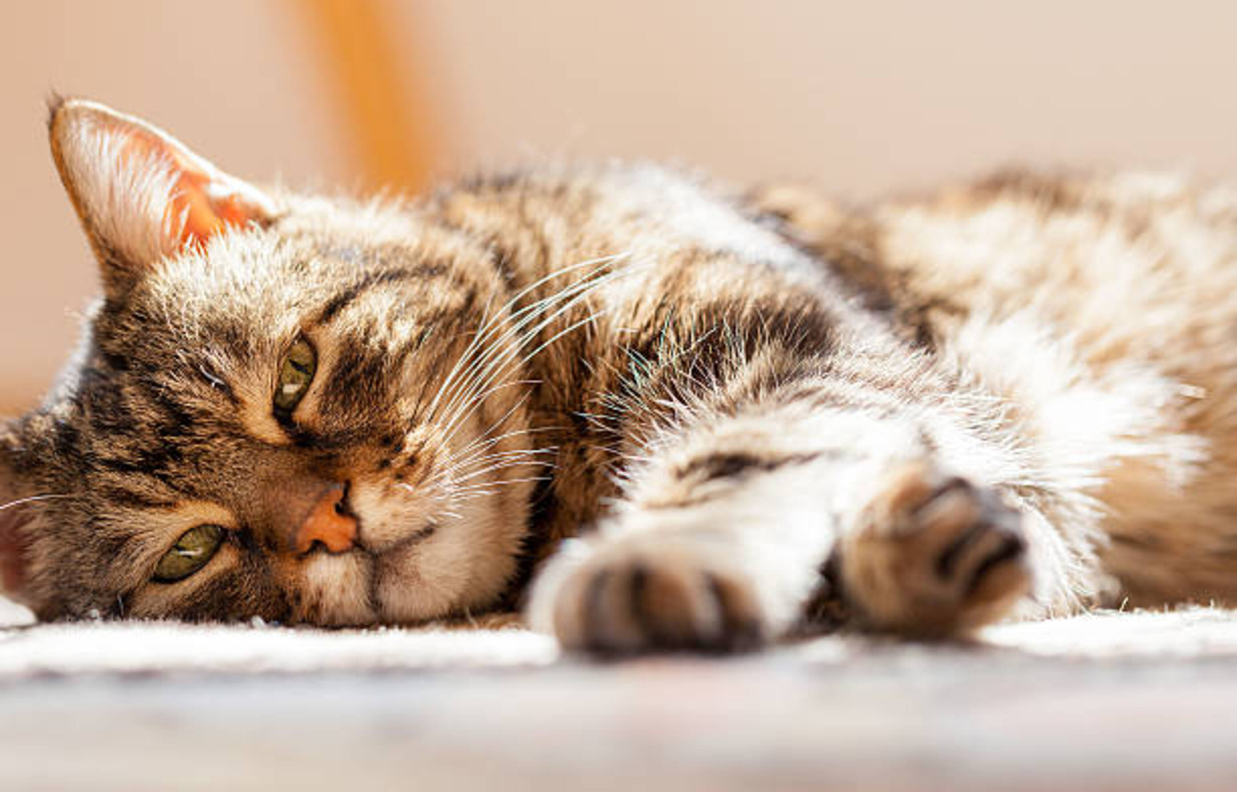 chat allongé les pattes en avant qui dort