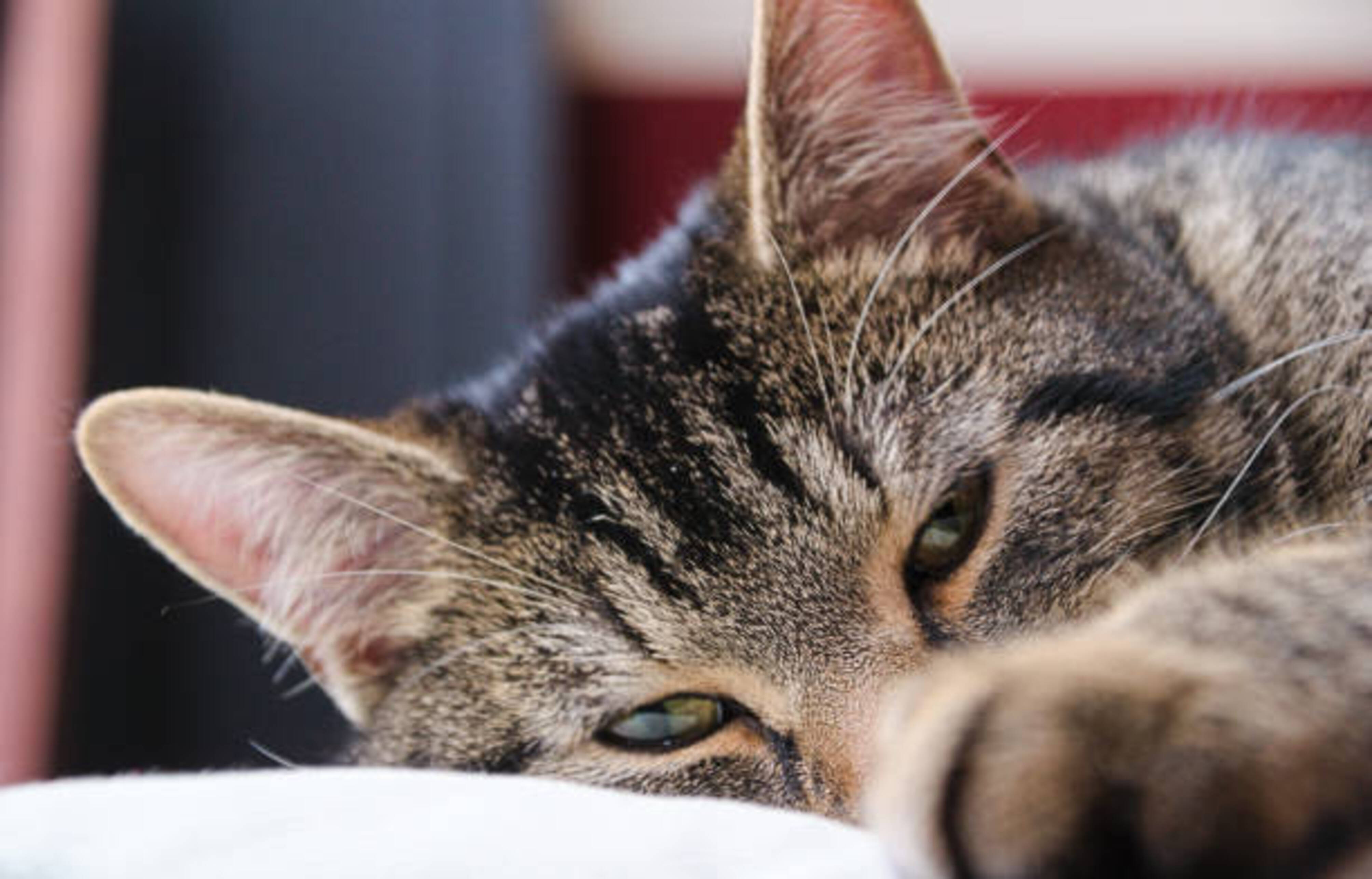 chat fatigué qui se repose