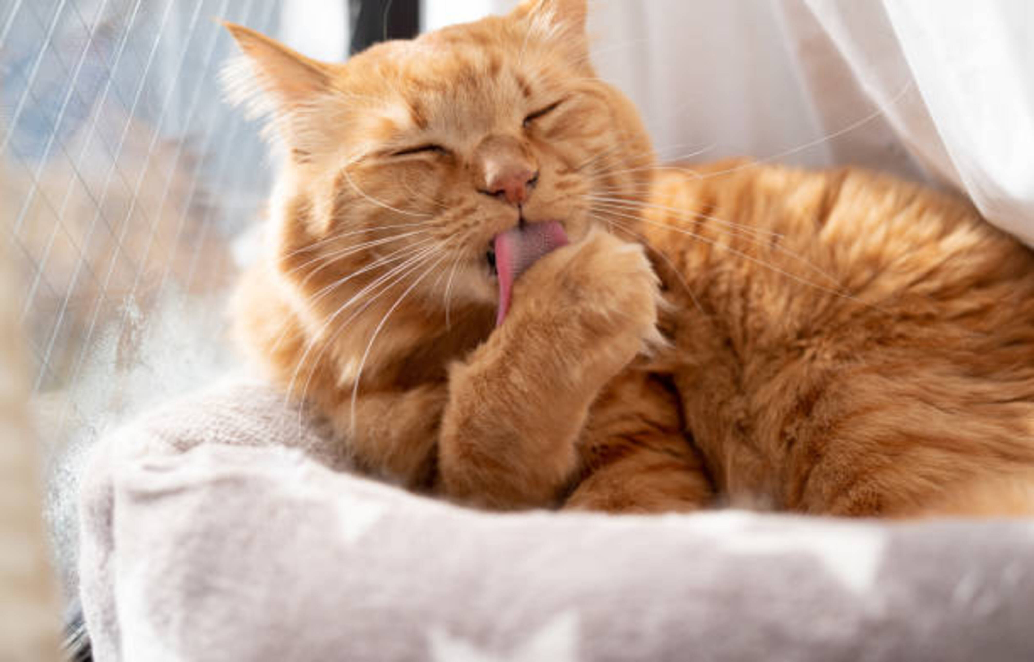 chat qui fait sa toilette en se léchant dans un couchage