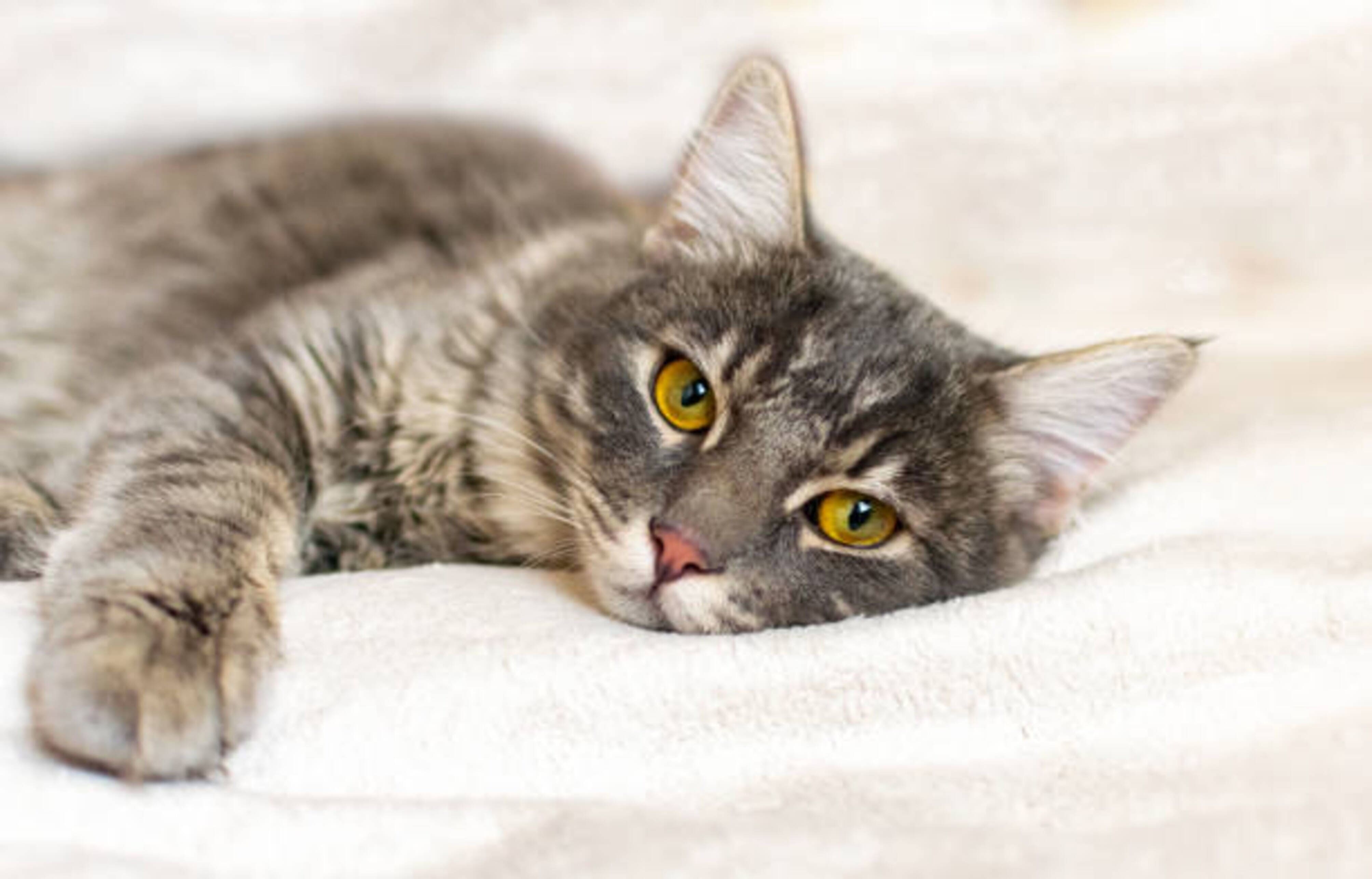 chat allongé