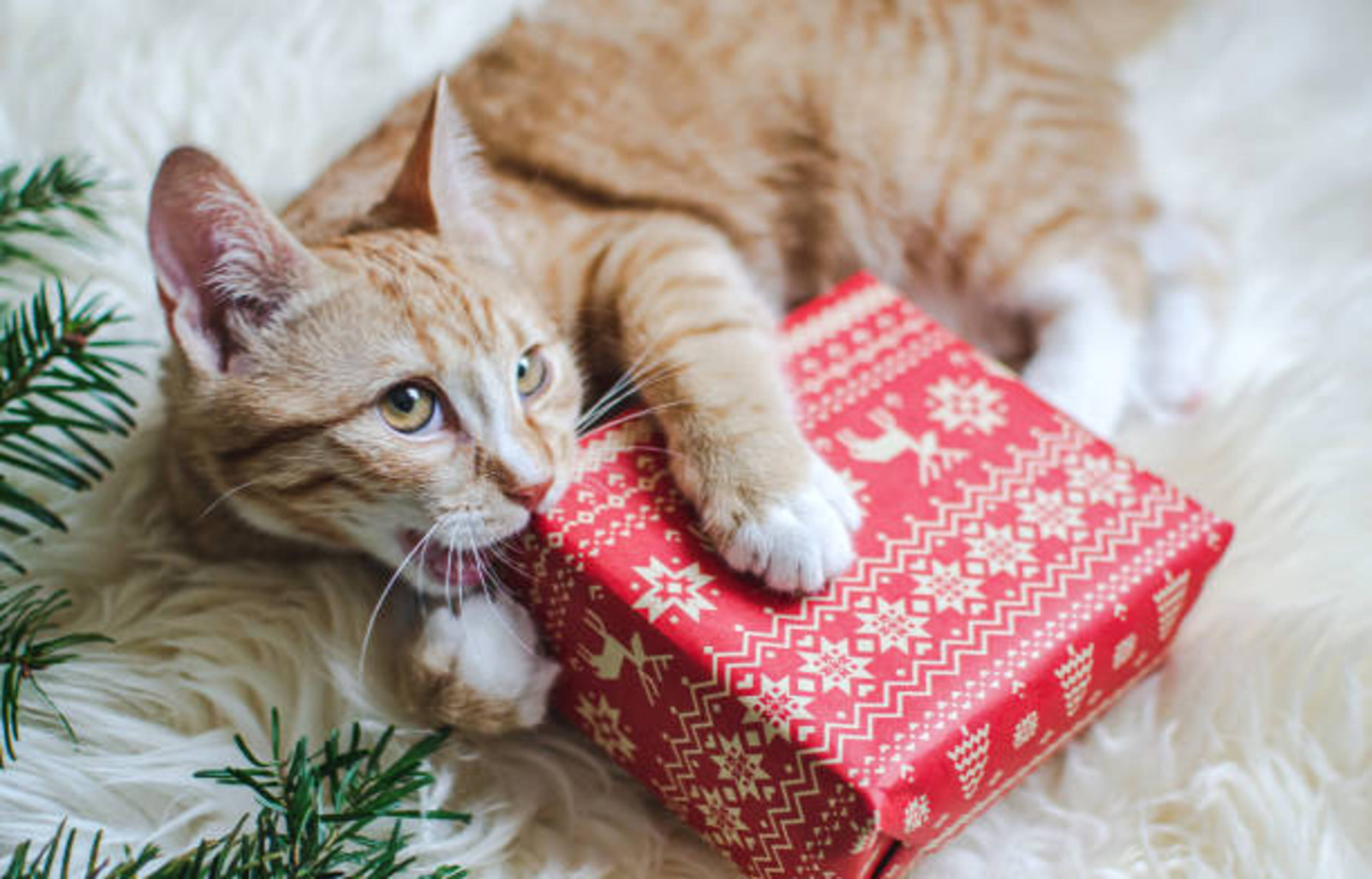 chat qui joue et mordille un cadeau de Noël