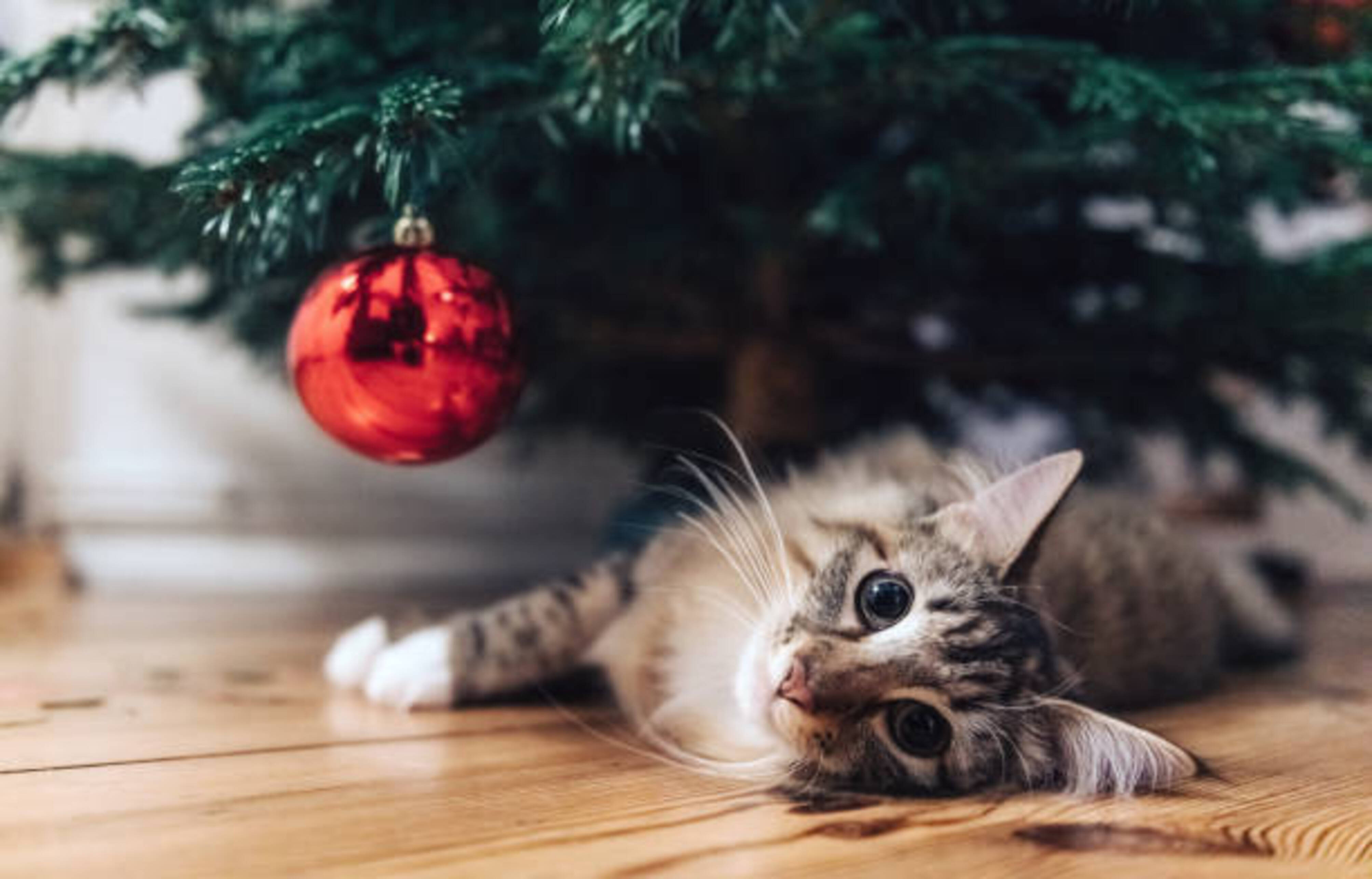 chat allongé sous un sapin de Noël