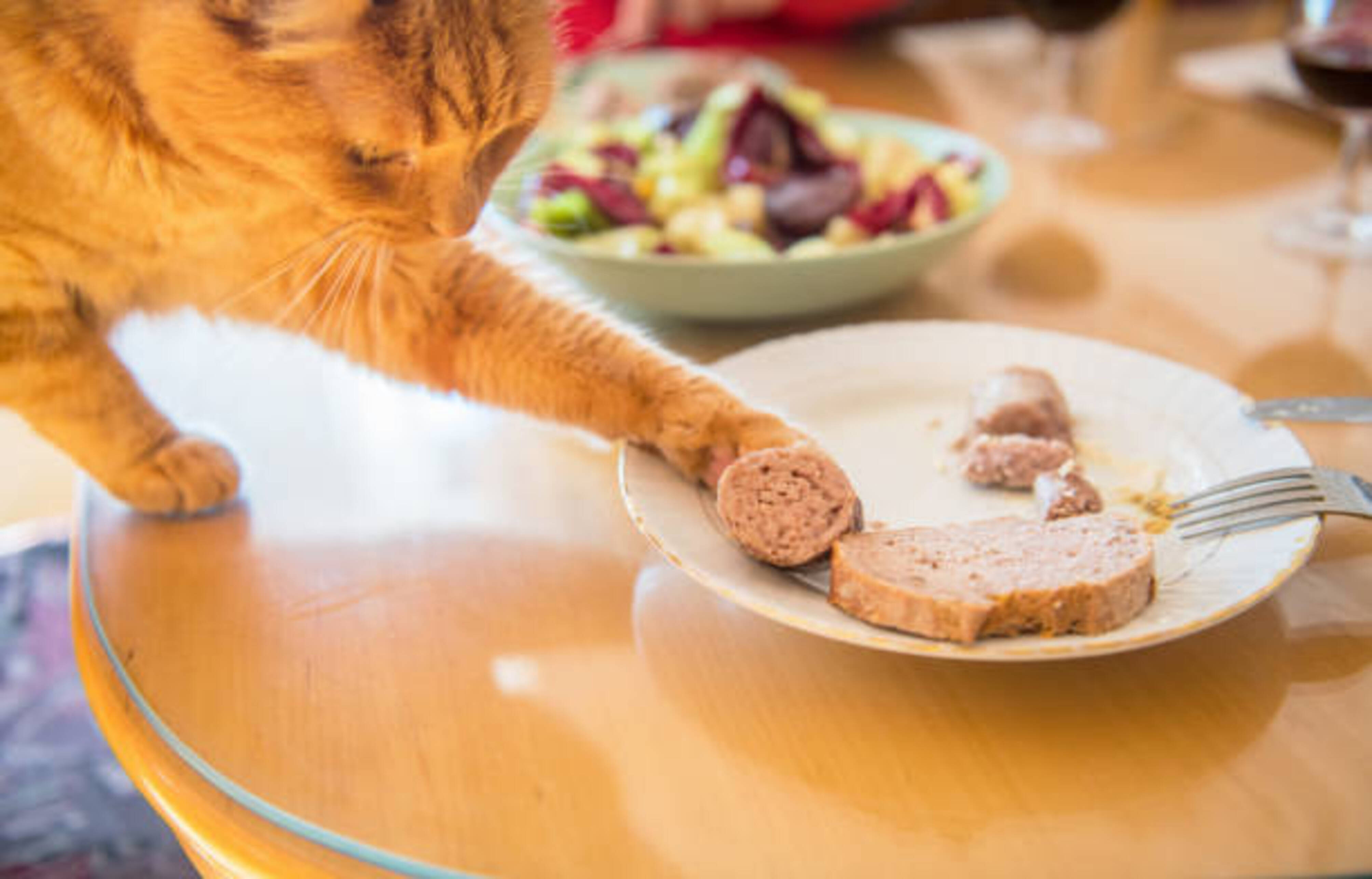 chat sur une table qui essaie d'attraper ce qu'il y a dans les assiettes