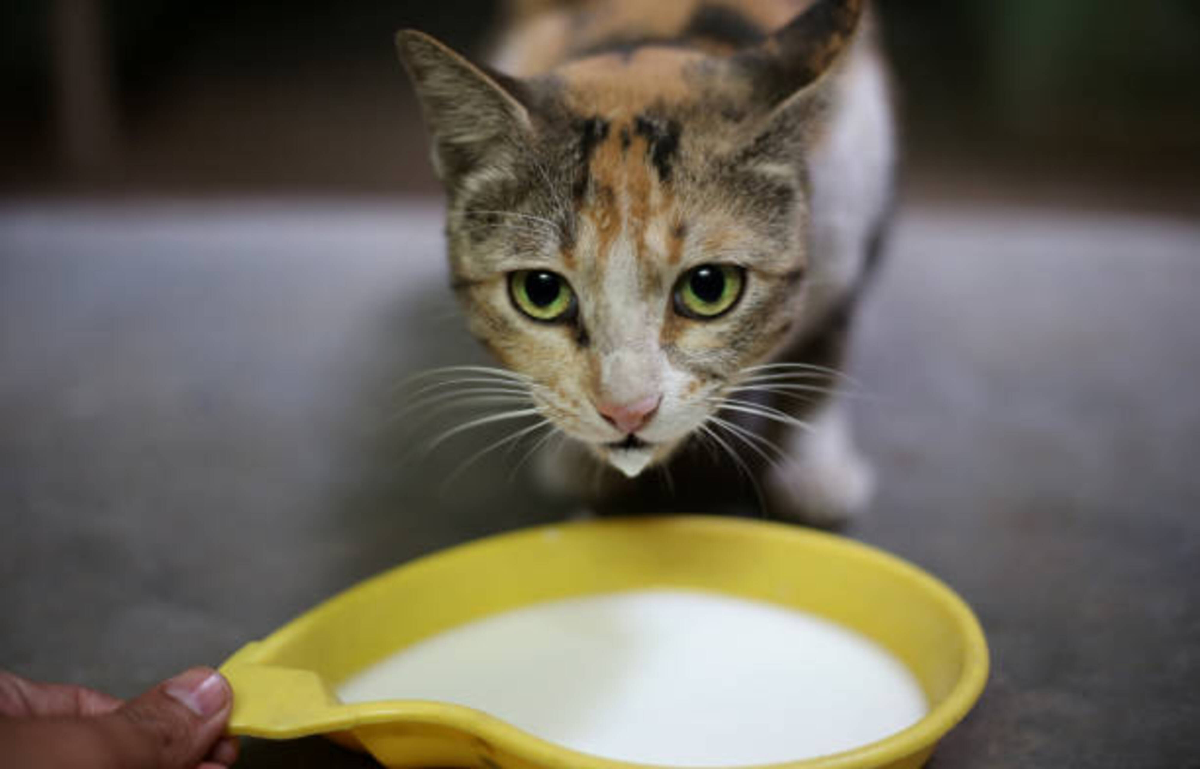 humain qui donne du lait à un chat