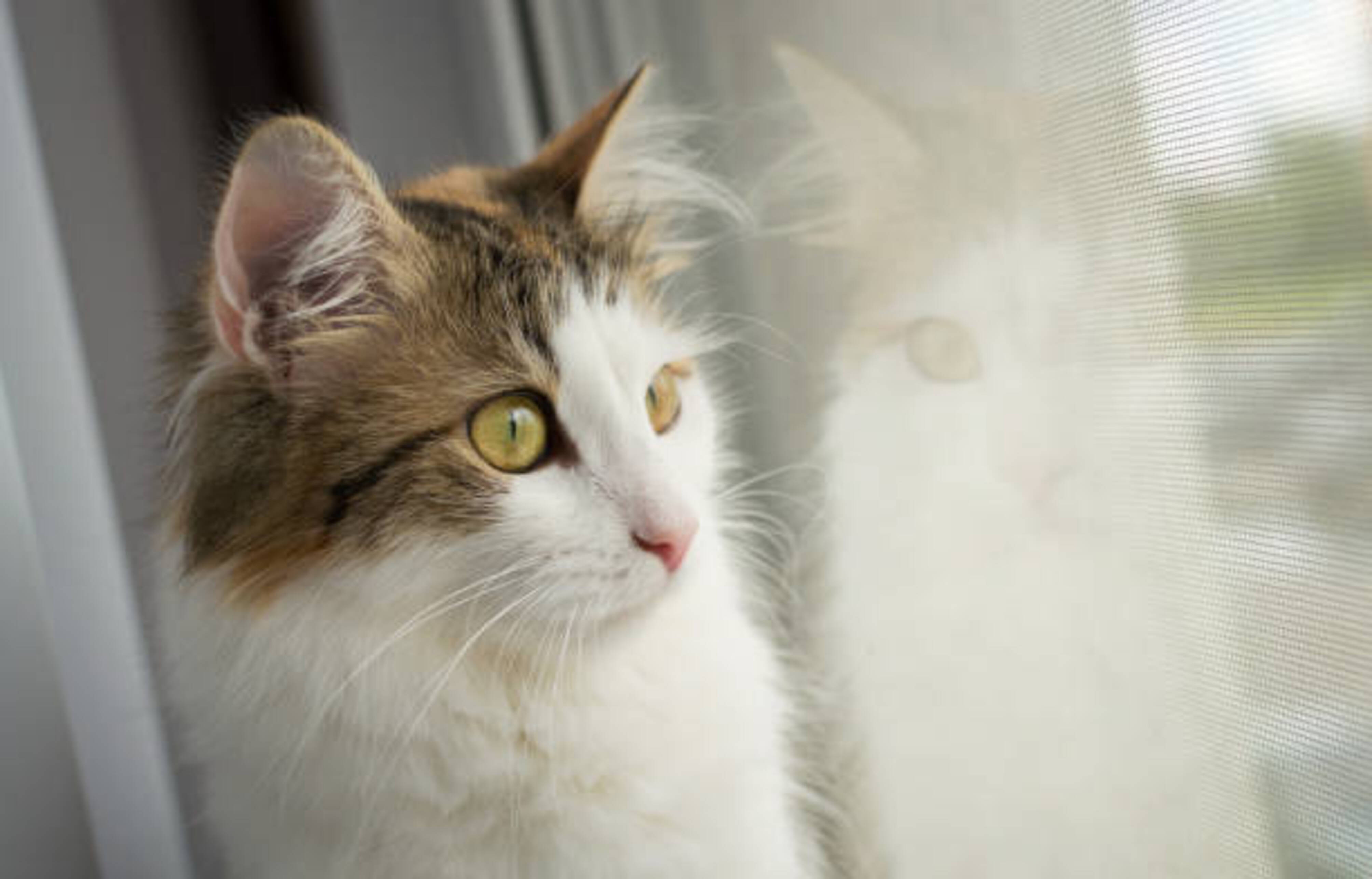 chat qui attend en regardant par la fenêtre