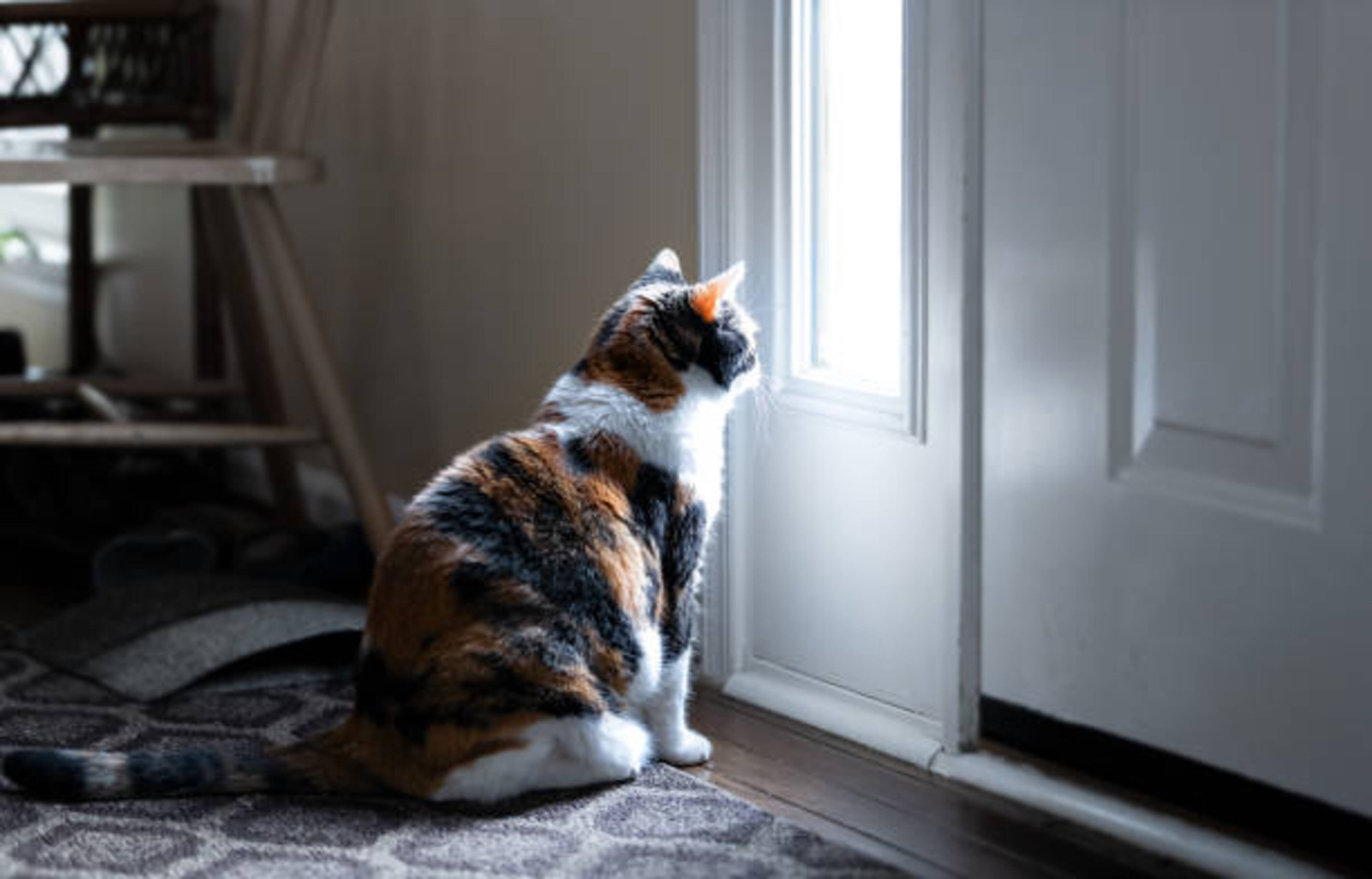 chat qui attend devant la porte
