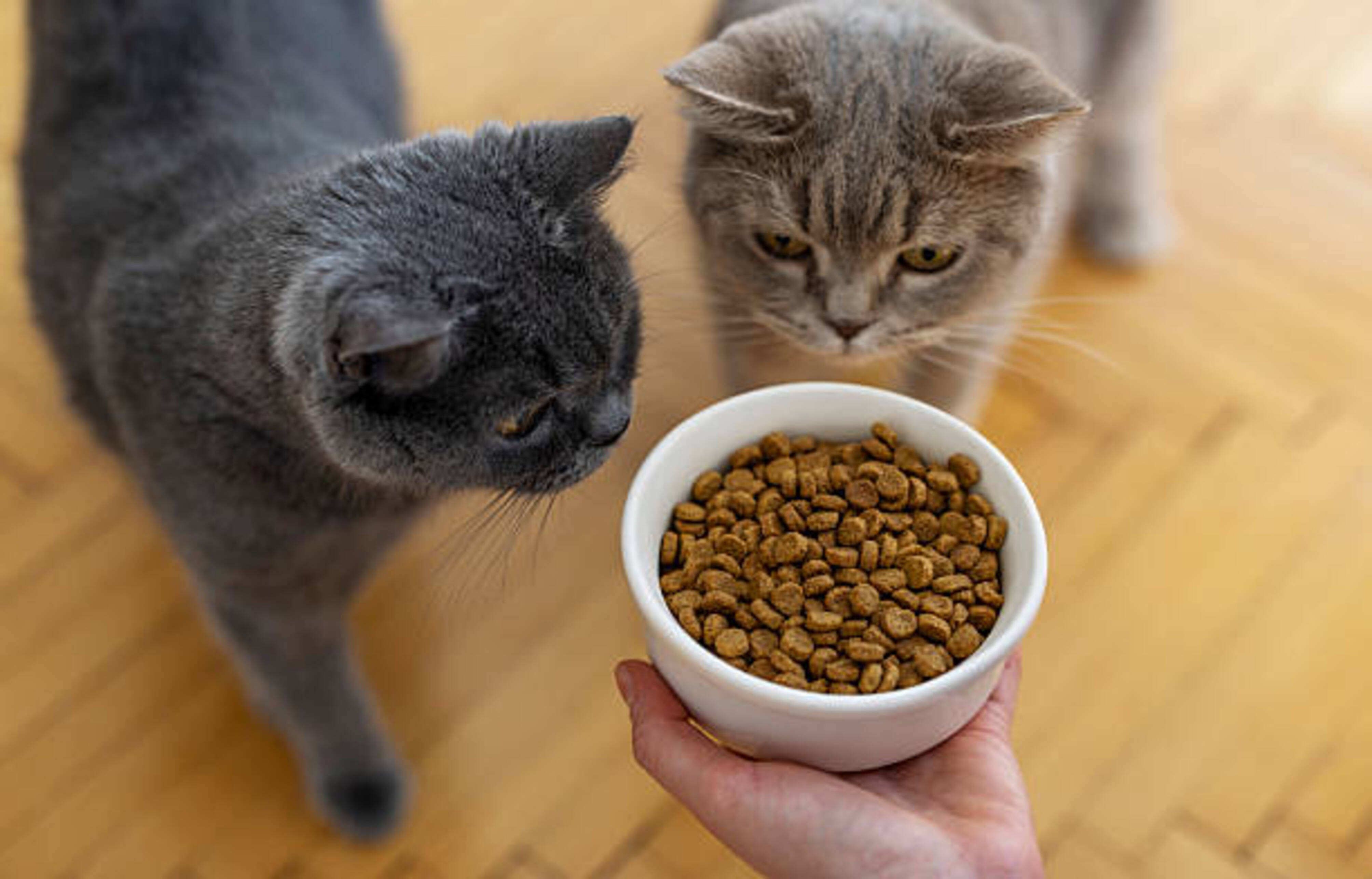 femme qui donne des croquettes à deux chats