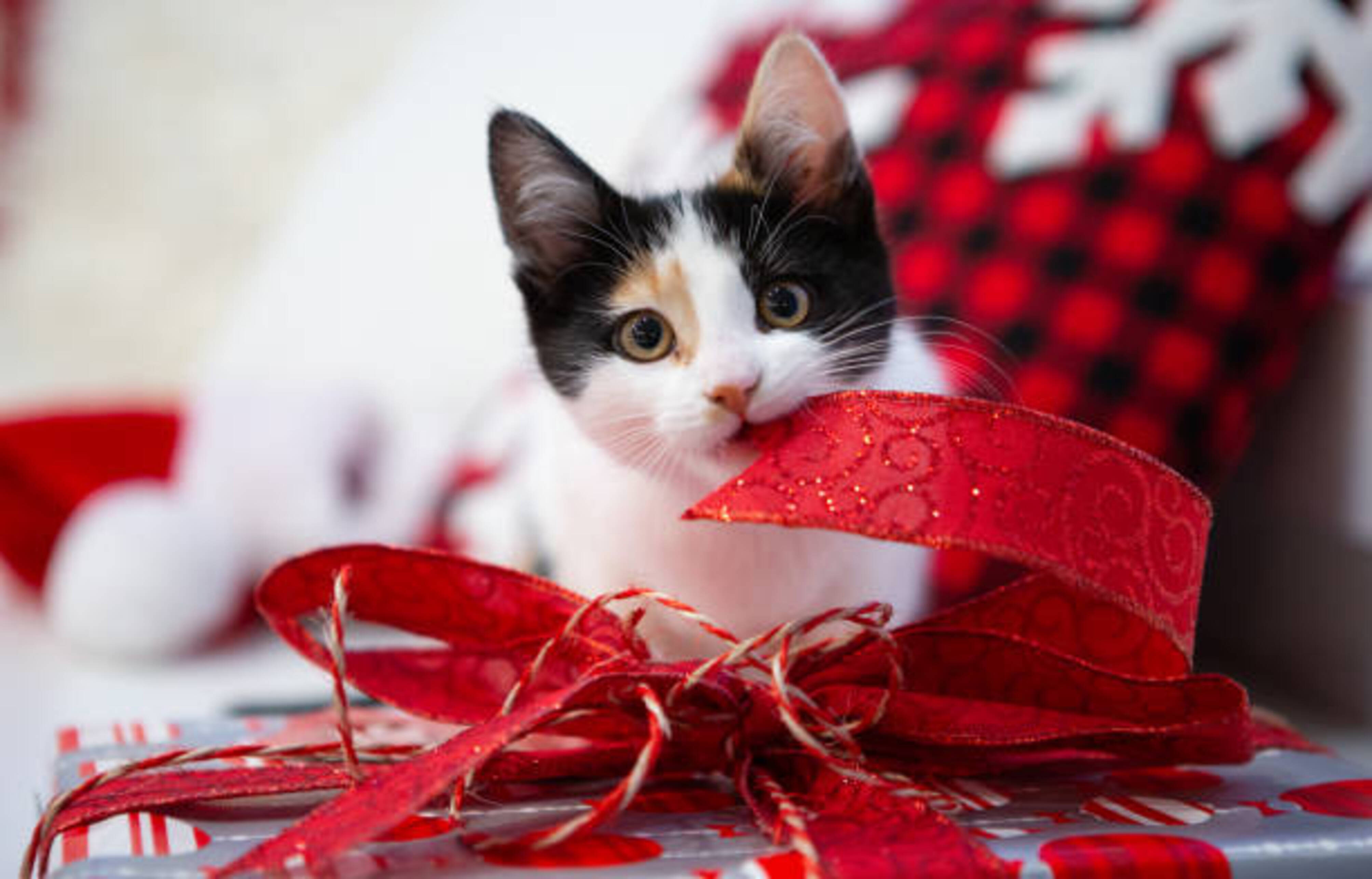 Chat sur un cadeau de Noël emballé avec un gros ruban rouge