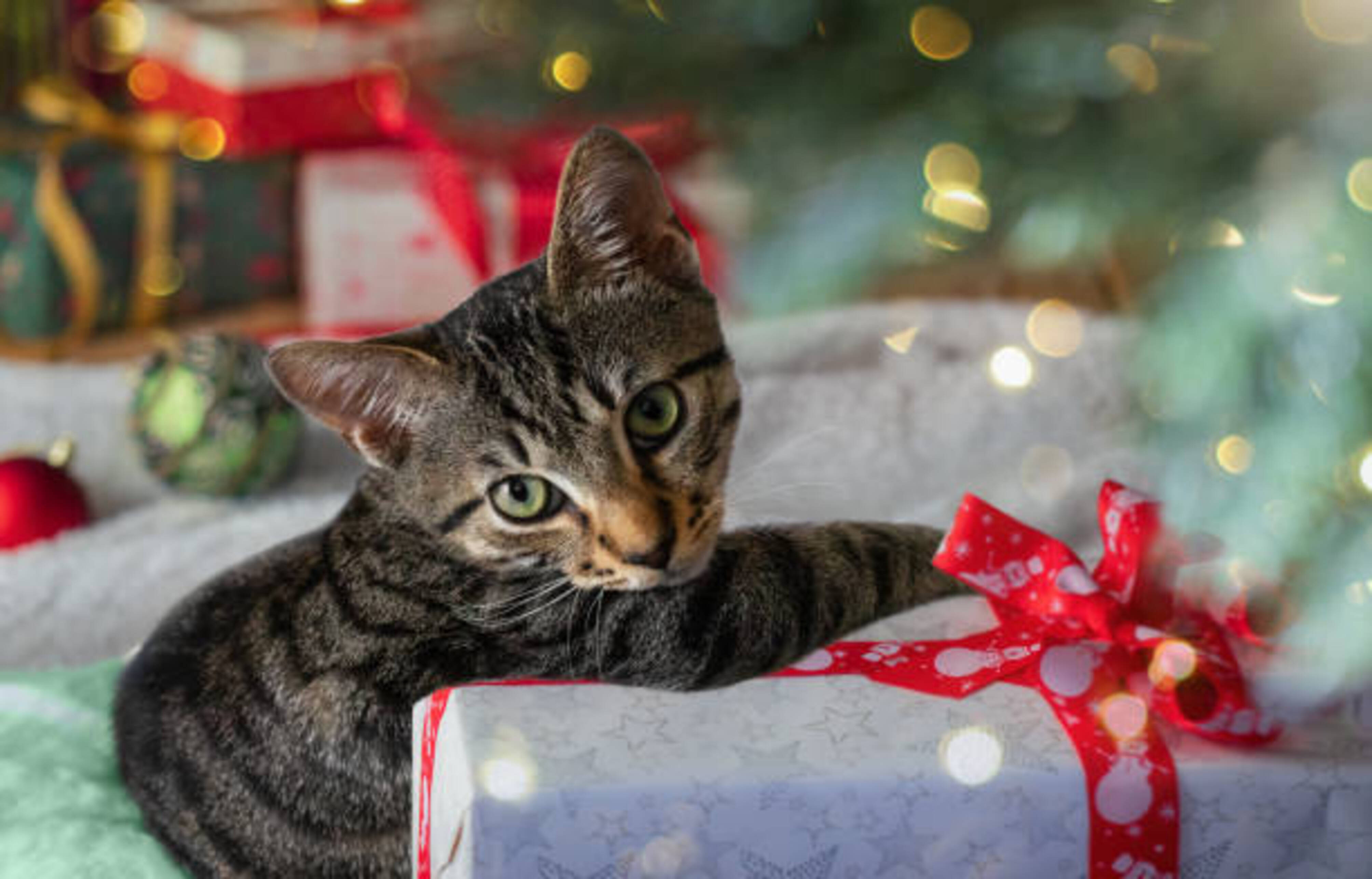chat qui se trouve au milieu de cadeaux de Noël